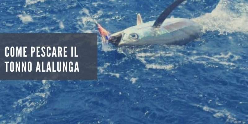 Come pescare il tonno alalunga a traina
