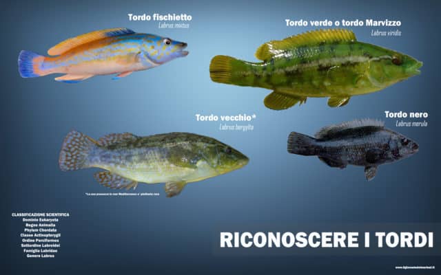 Come riconoscere i tordi