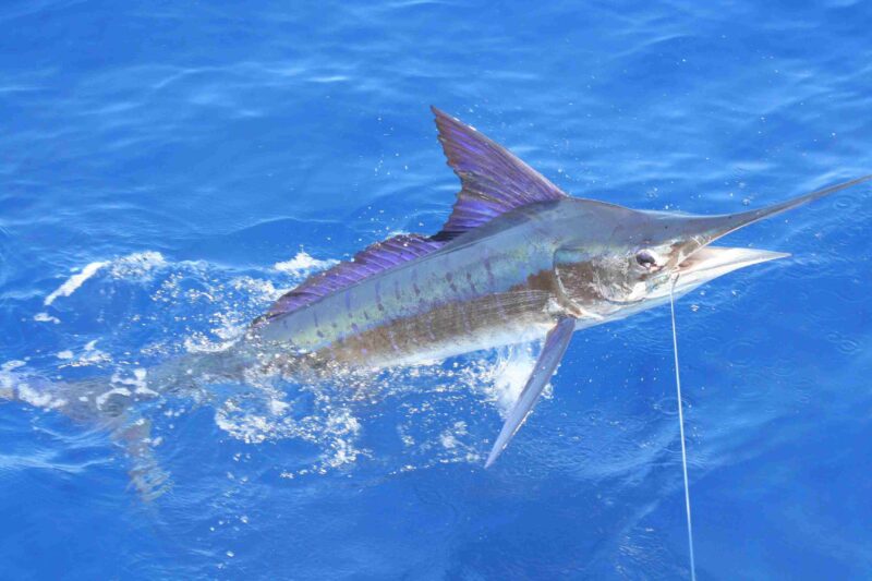 Come pescare il marlin