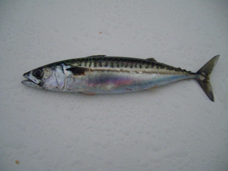 Il Pesce migliore e più Economico da comprare: guida per i marinai attenti al portafoglio