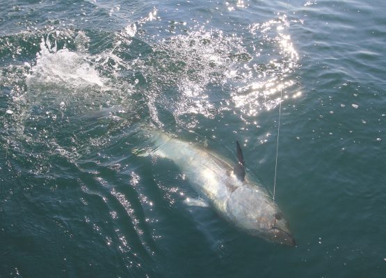 Un tonno rosso riemerge dall'acqua durante il combattimento