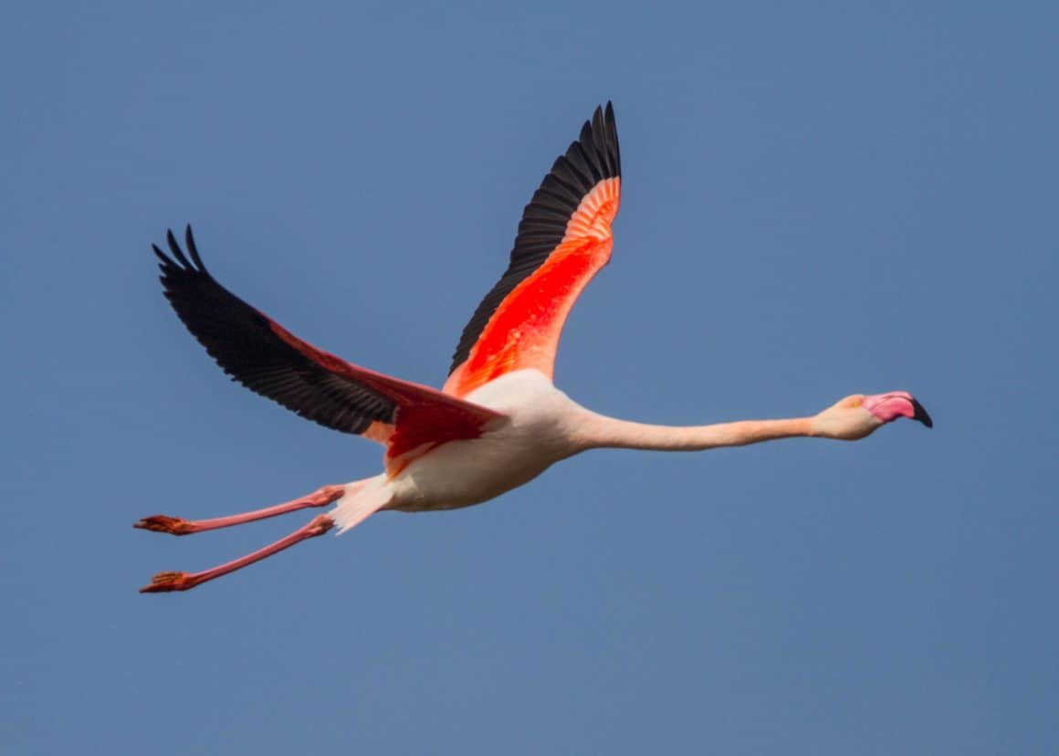 Il fenicottero rosa – Phoenicopterus roseus