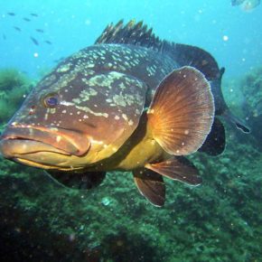 Come riconoscere le cernie del Mediterraneo