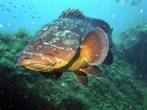 Come riconoscere le cernie del Mediterraneo