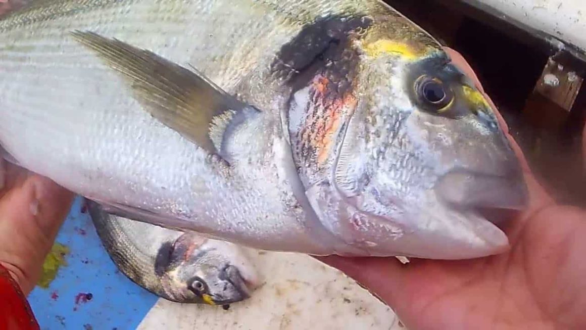 Il palamito a vela