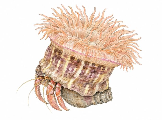 l’anemone del paguro – Calliactis parasitica