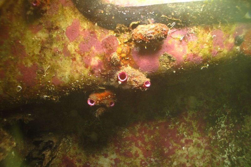 Il limone di mare, Microcosmus sabatieri