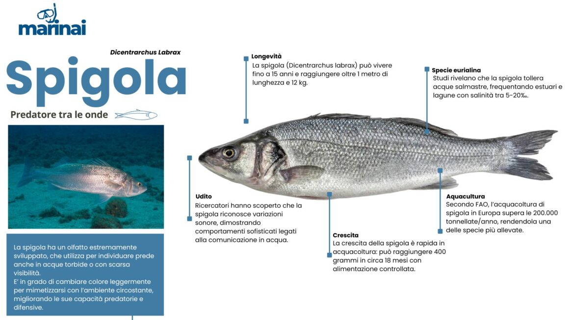 La spigola - Dicentrarchus Labrax