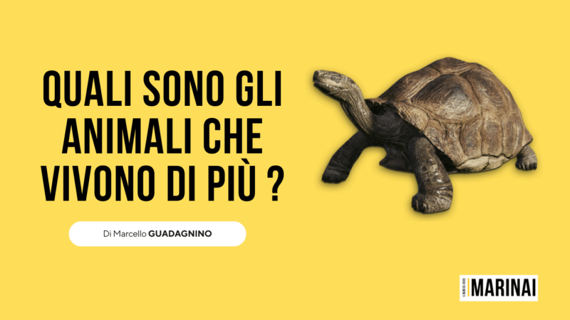 Quali sono gli animali che vivono di più ?