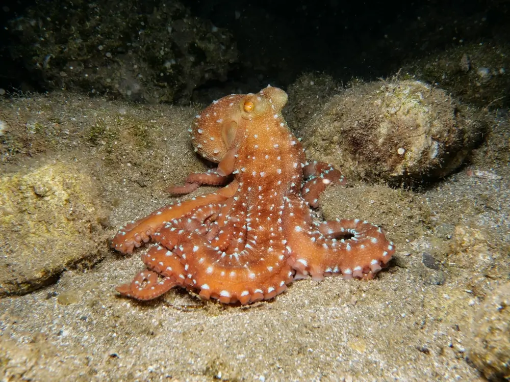 Cefalopodi del Mediterraneo