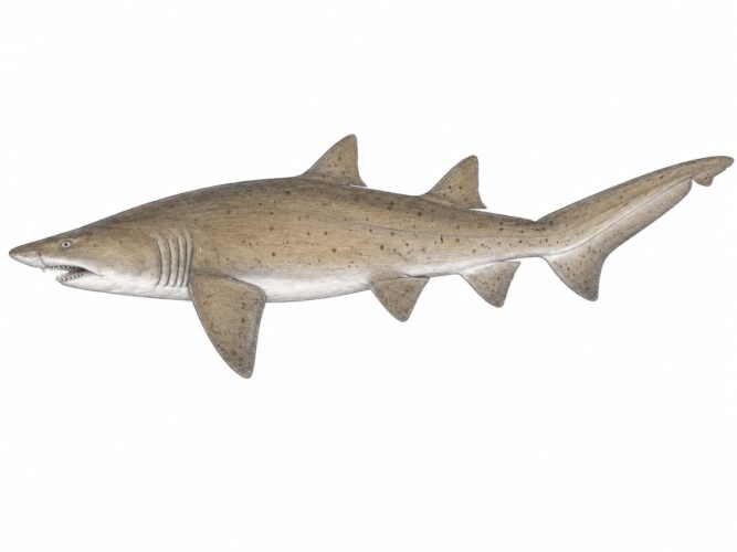 Lo squalo toro – Carcharias taurus