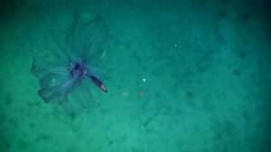 Pelagothuria natatrix