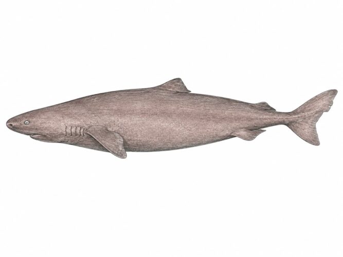 Lo squalo lemargo – Somniosus rostratus