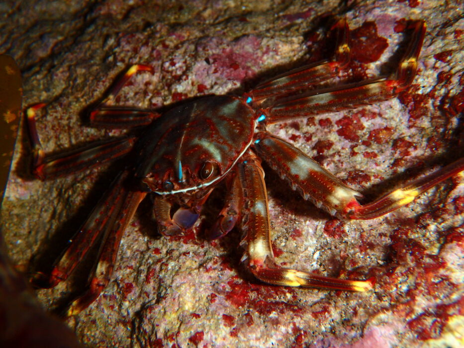 Il granchio corridore atlantico - Percnon gibbesi
