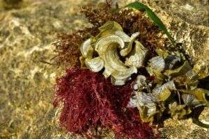 L’alga bruna Padina pavonica