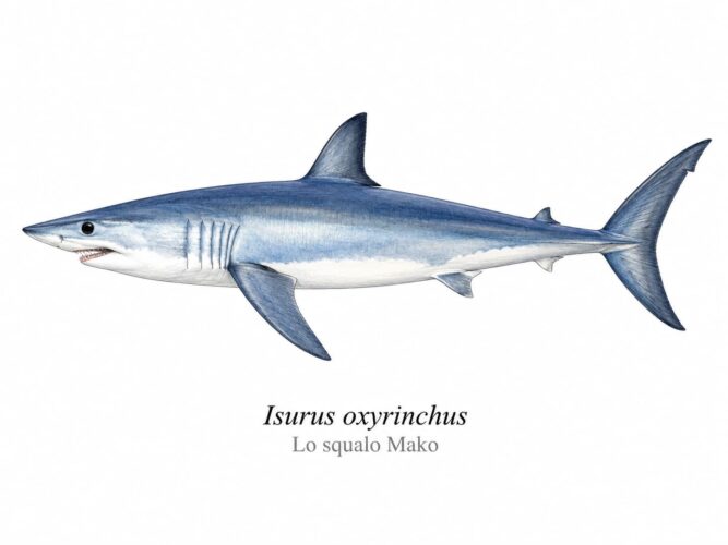 Mako, Isurus oxyrinchus