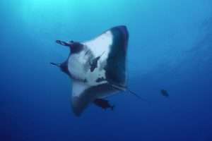 La manta, il grande gigante con le ali