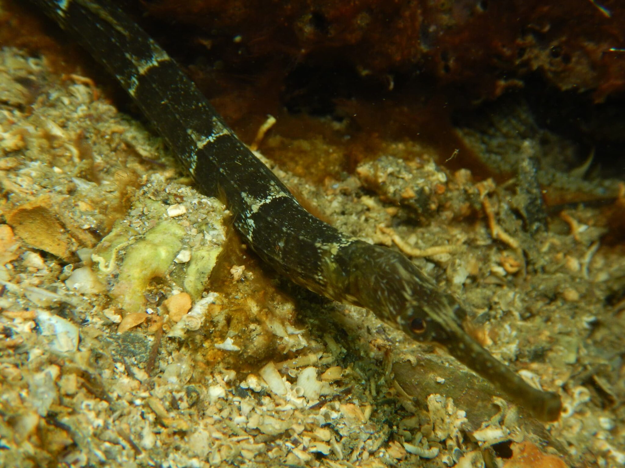 Il Pesce Ago Syngnathus Acus