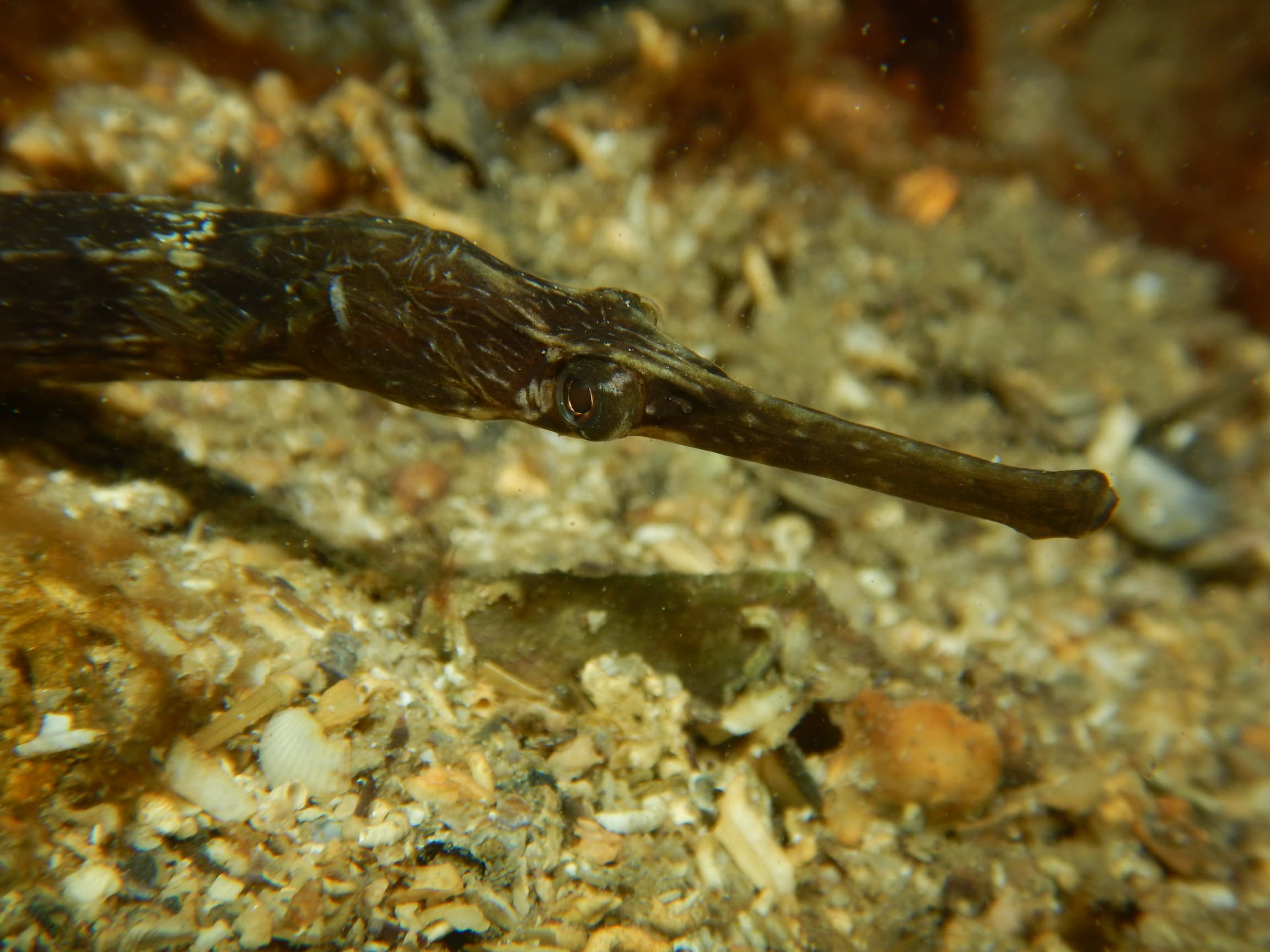 Il Pesce Ago Syngnathus Acus
