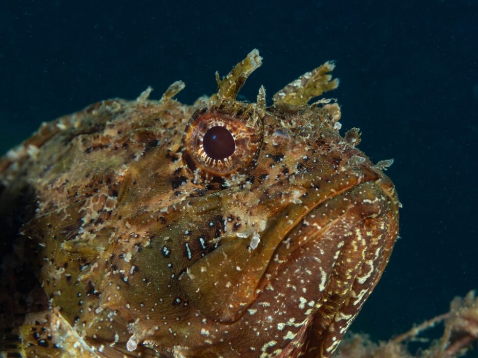 Lo Scorfano Bruno Scorpaena Porcus Il Giornale Dei Marinai