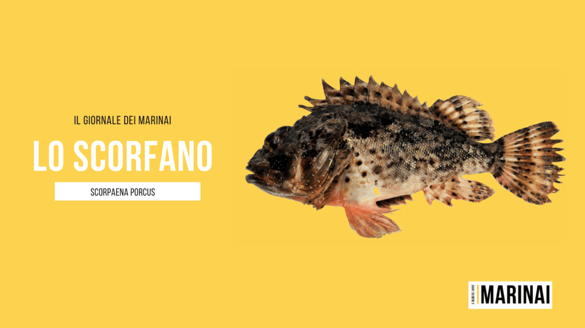 Lo Scorfano Bruno Scorpaena Porcus Il Giornale Dei Marinai