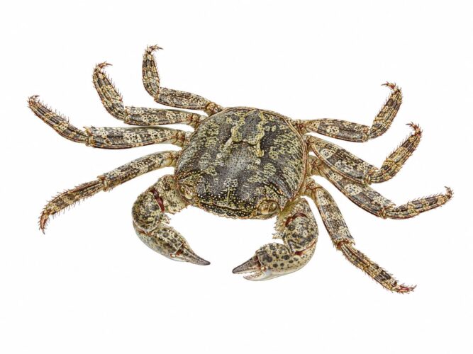 Il granchio corridore – Pachygrapsus marmoratus