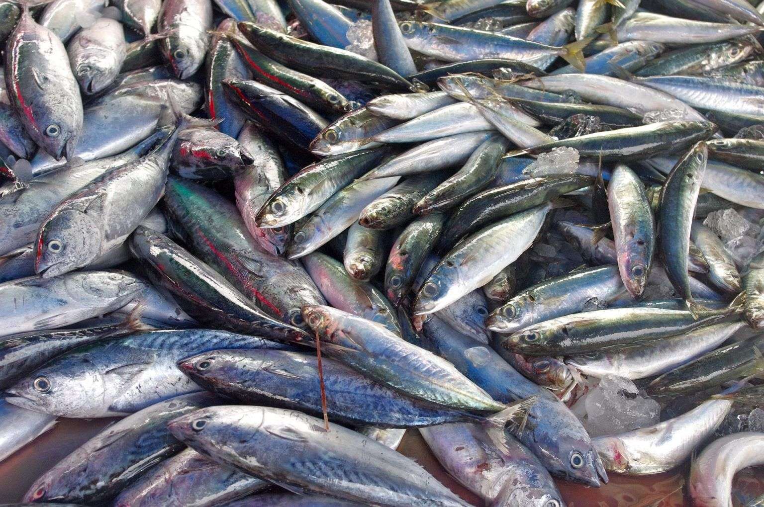 Pesce azzurro fresco sul banco del mercato
