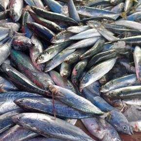 Pesce di stagione: il calendario mese per mese di un biologo marino