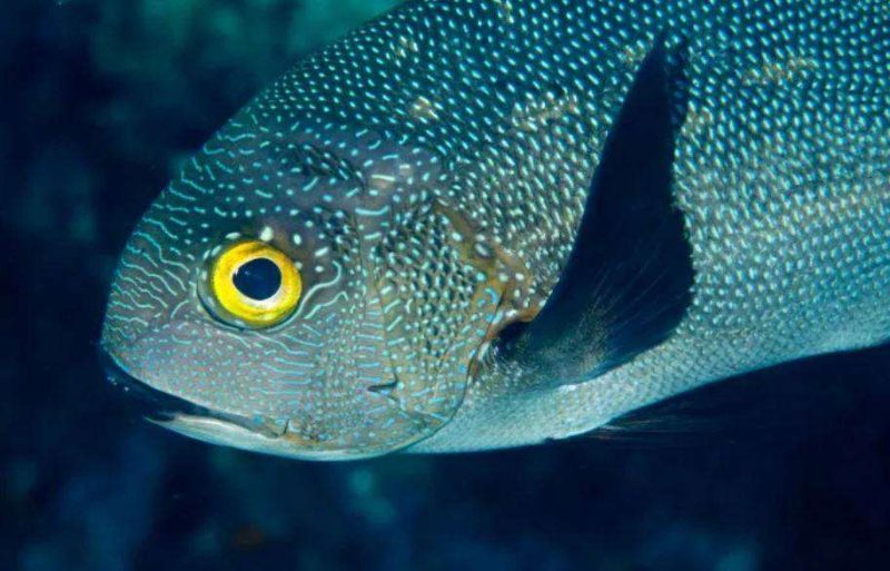 Record :scienziati scoprono un dentice tropicale di 81 anni