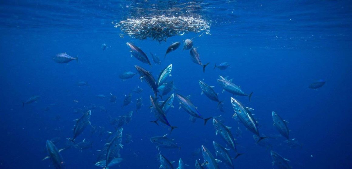 Tonnetto striato, Katsuwonus pelamis, la specie più usata per il tonno in scatola