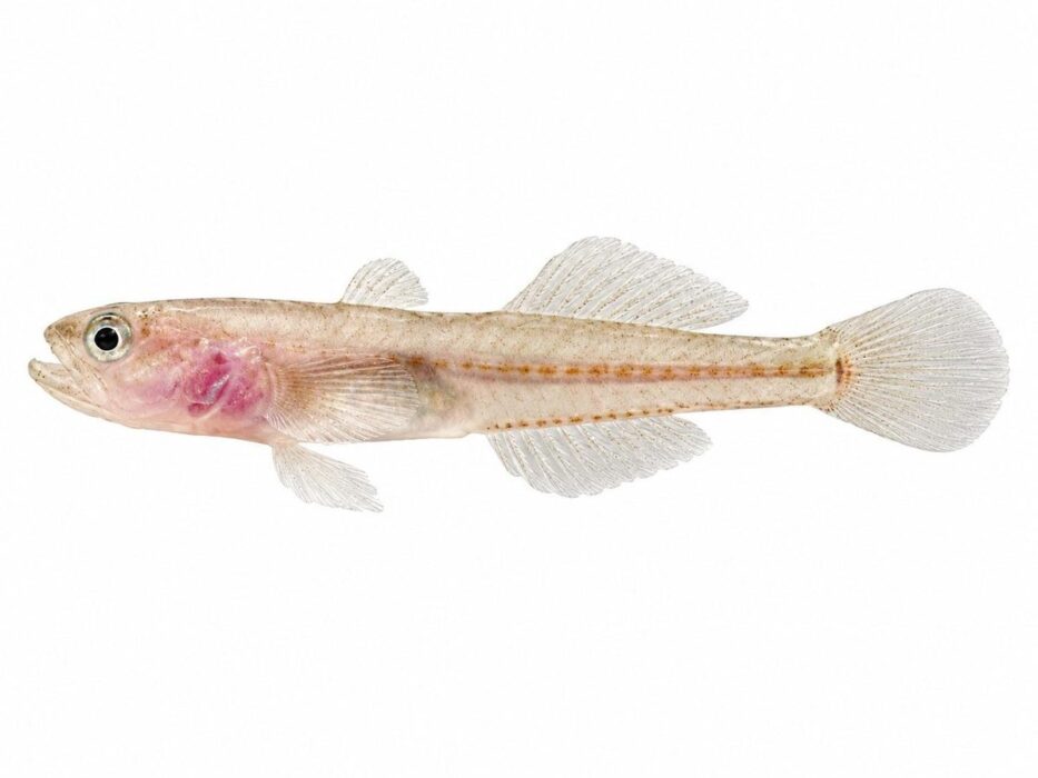 aphia minuta 2