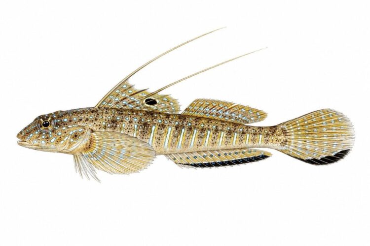 Il dragoncello turchese – Callionymus pusillus
