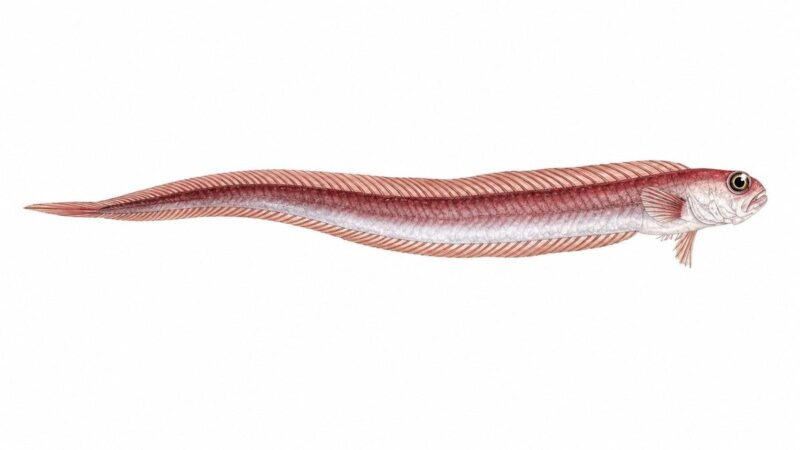 La cepola – Cepola macrophthalma