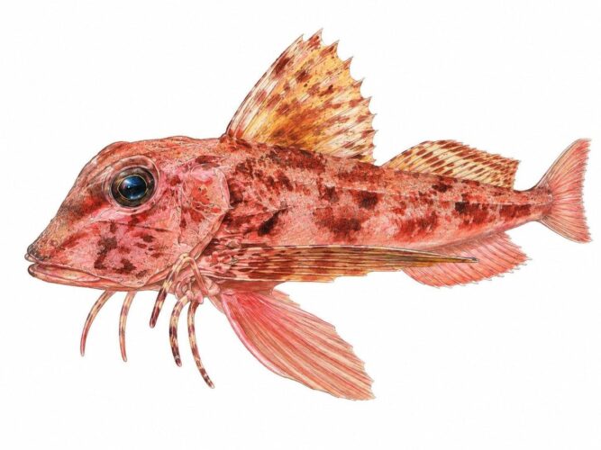 Capone coccio – Aspitrigla cuculus