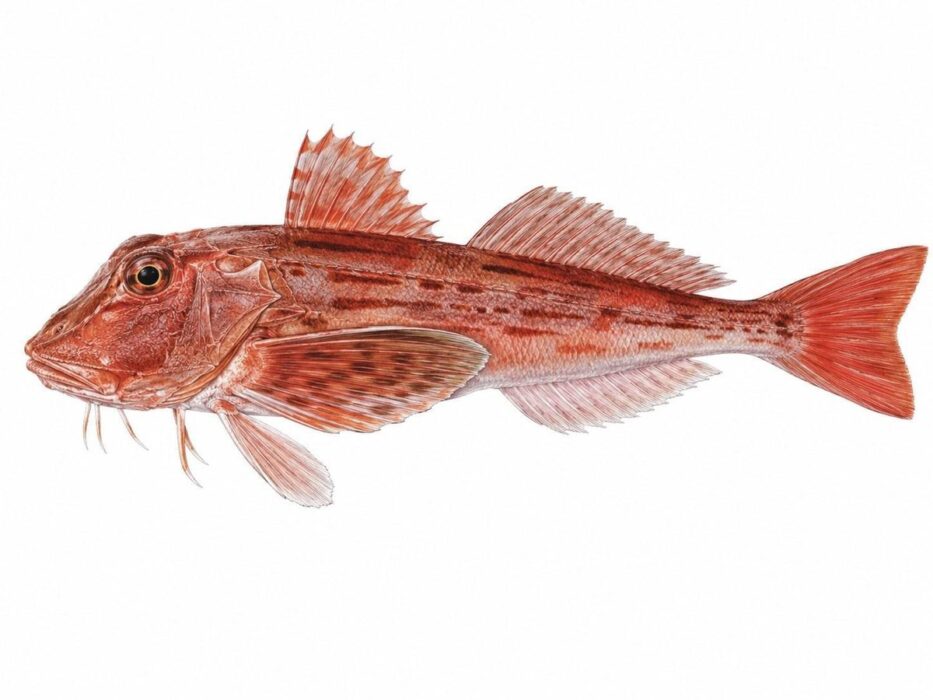 chelidonichthys lastoviza 2