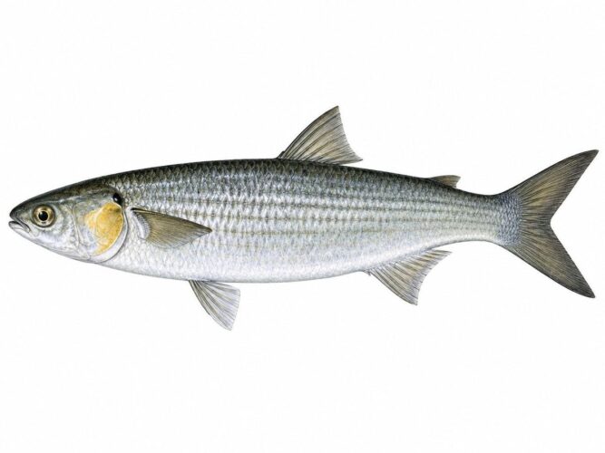 Il Cefalo Dorato – Chelon auratus