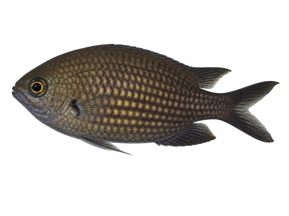 La castagnola – Chromis chromis