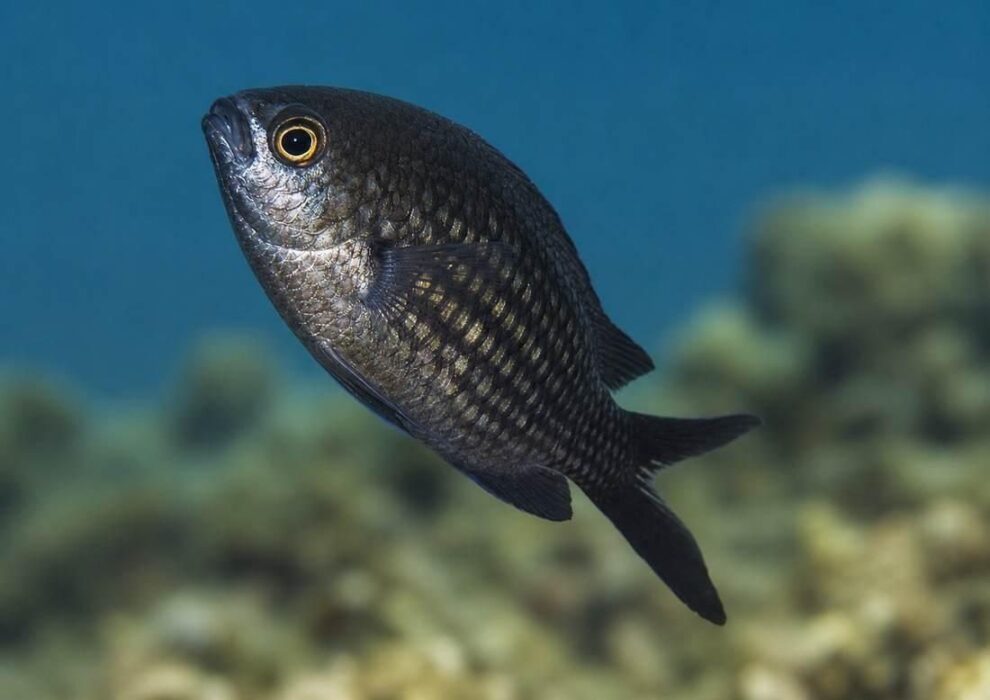 chromis chromis