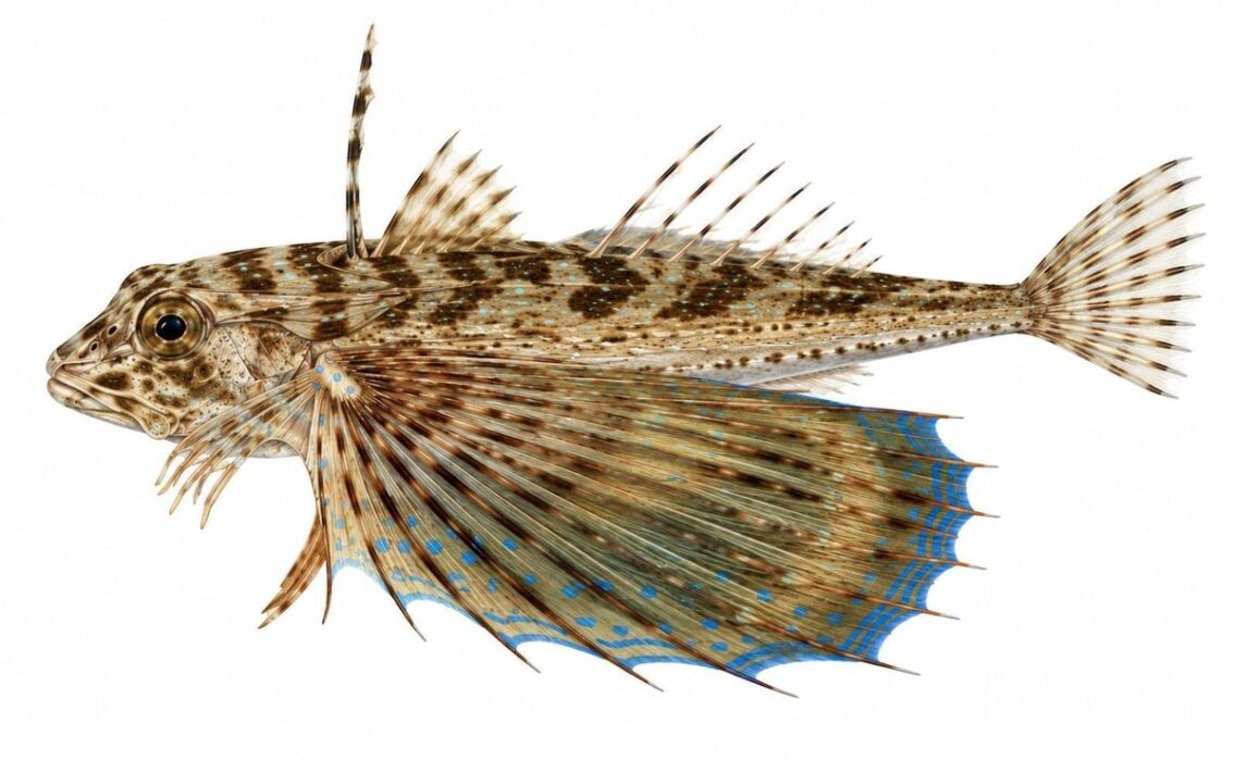 Pesce Civetta – Dactylopterus volitans