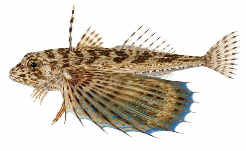 Pesce Civetta – Dactylopterus volitans