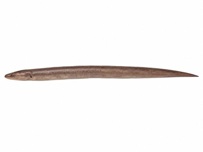 Miro – Echelus myrus