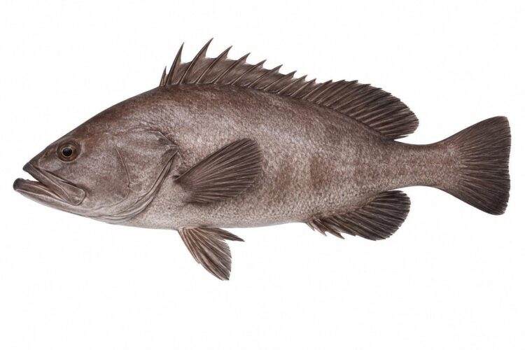 Cernia nera Epinephelus caninus con bande scure sulla testa