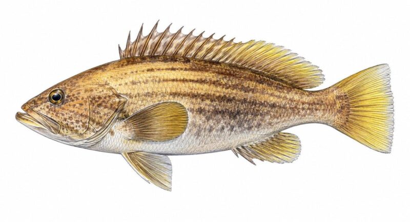 Cernia dorata Epinephelus costae con strisce scure longitudinali sui fianchi