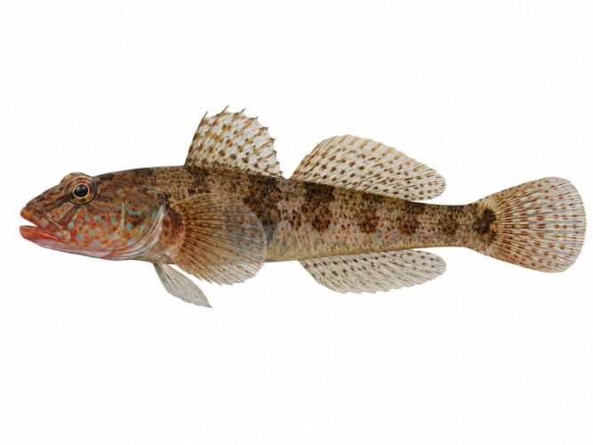 Ghiozzo boccarossa – Gobius cruentatus