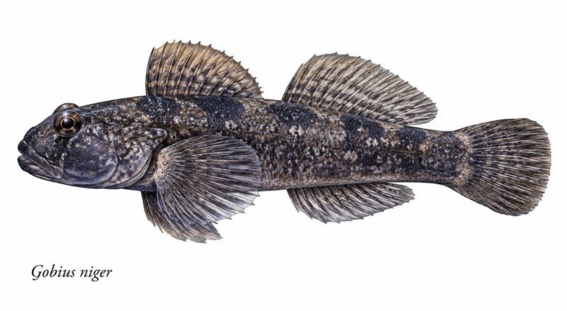 Il ghiozzo nero – Gobius niger