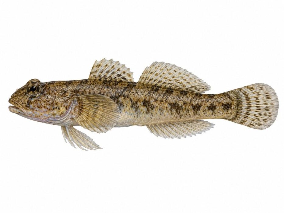 gobius paganellus 2