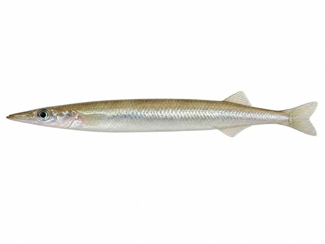 Il Cicerello – Gymnammodytes cicerelus