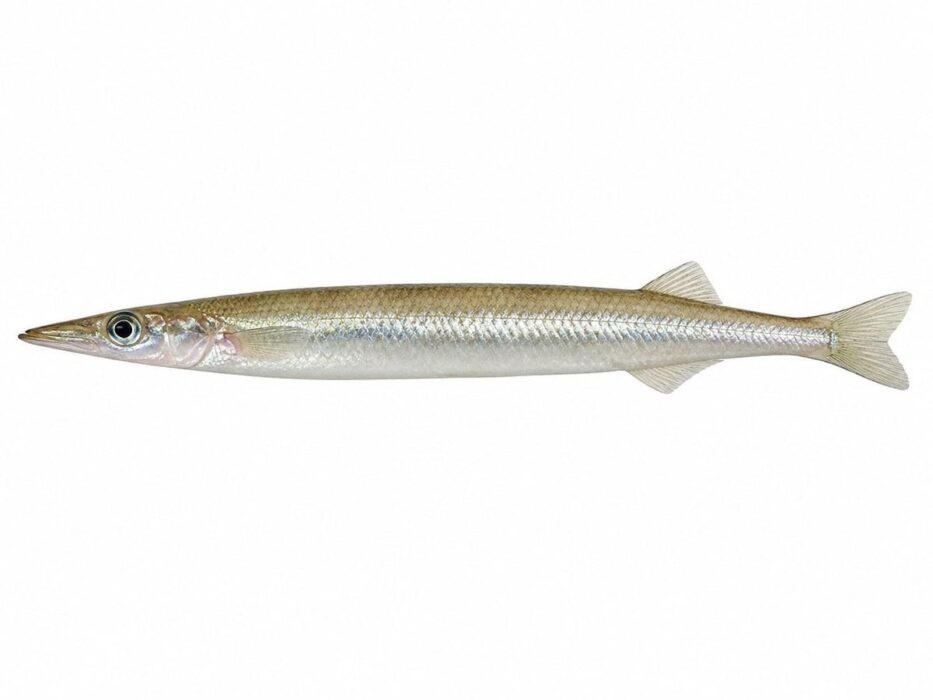 gymnammodytes cicerelus 2