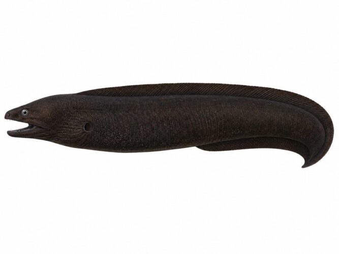 La murena nera – Gymnothorax unicolor