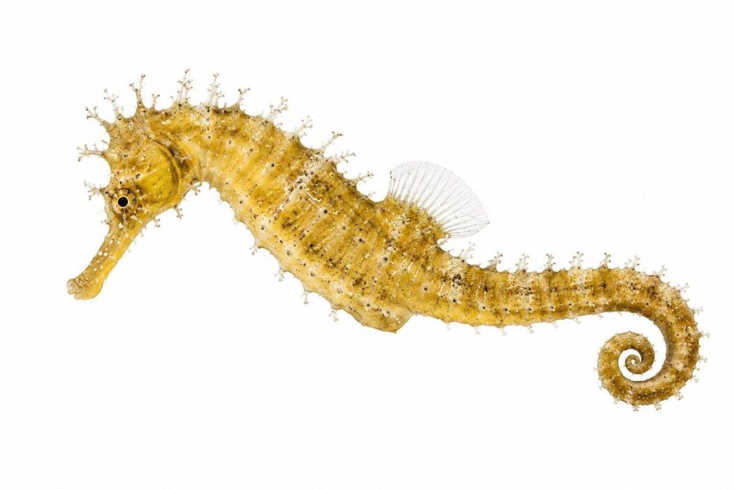 hippocampus guttulatus 2